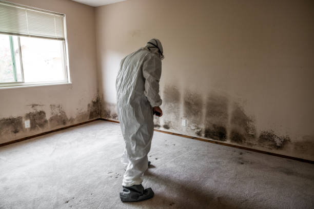 Best Specialized Mold Remediation in Bargersville, IN